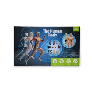 Full-Body Human Model